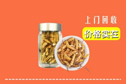 云浮市云城回收散虫草